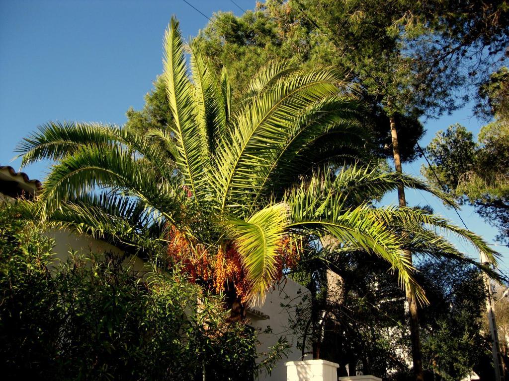Casa Ceiba Maria Hotel Cala D´Or Exterior foto